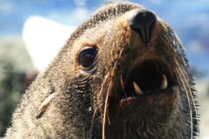 een dreigende zeebeer man